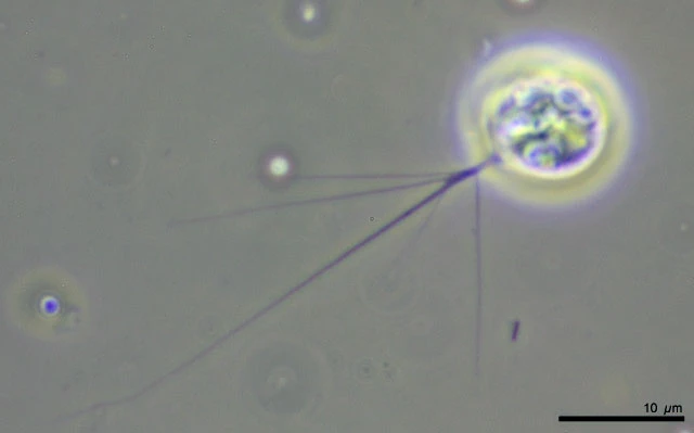 Rhogostoma spec. - Ferry Siemensma