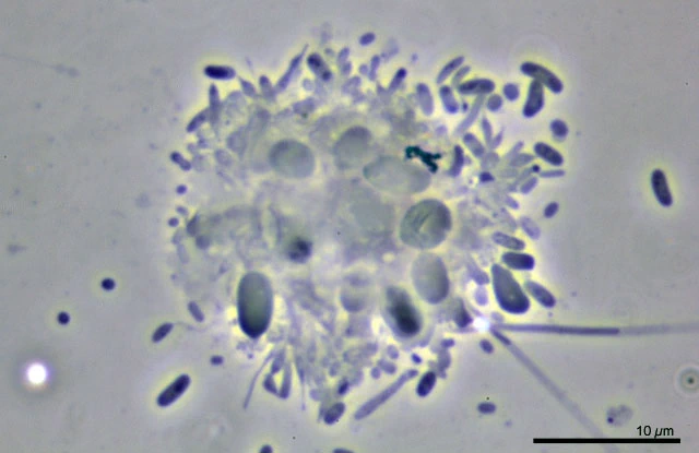 Rhogostoma spec. - Ferry Siemensma