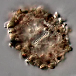 Rhogostoma