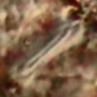 Rhogostoma