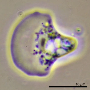 Ripella platypodia
