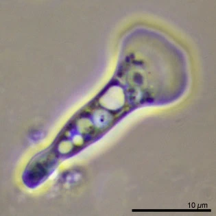 Ripella platypodia