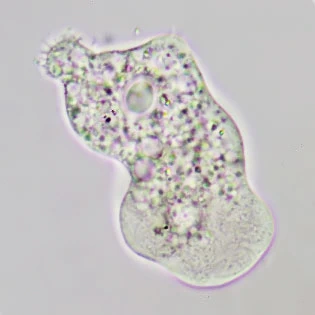 Saccamoeba stagnicola