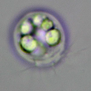 Rhogostoma spec. - Ferry Siemensma