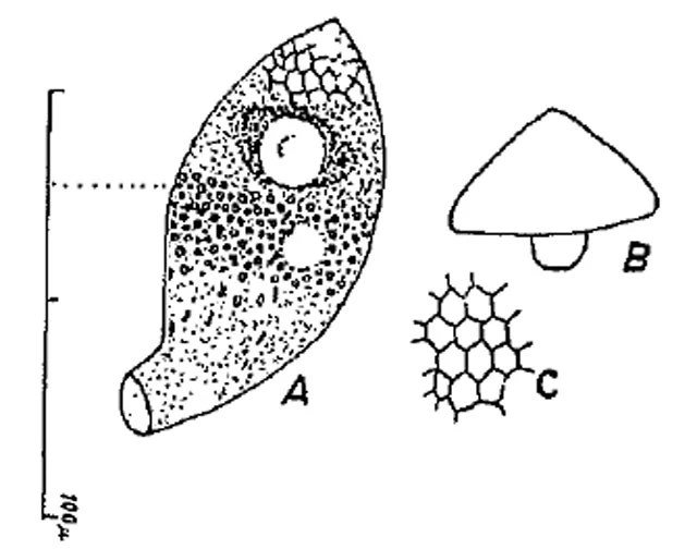 Schaudinnula