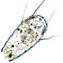 Scutiglypha