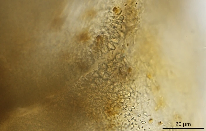 Unknown freshwater foraminifer
