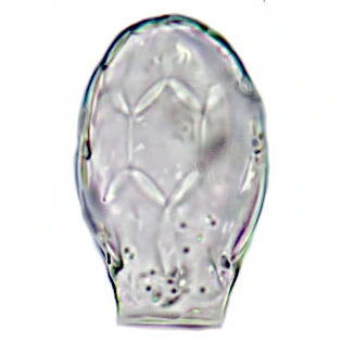 Sphenoderia fissirostris