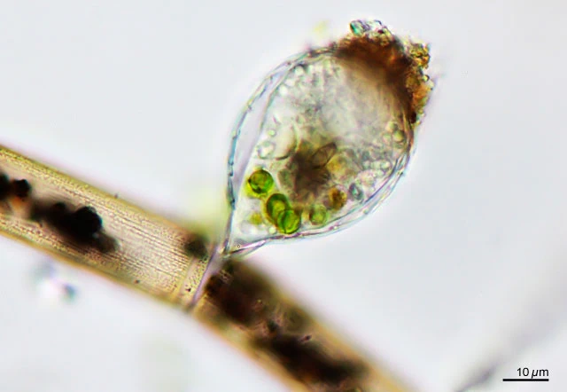 Sphenoderia lenta - Ferry Siemensma