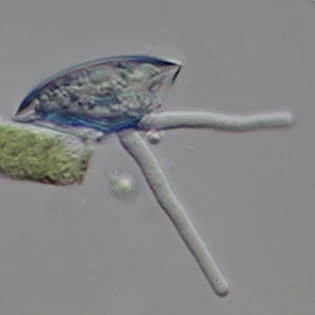 Spumochlamys illiensis