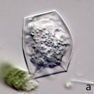 Spumochlamys illiensis