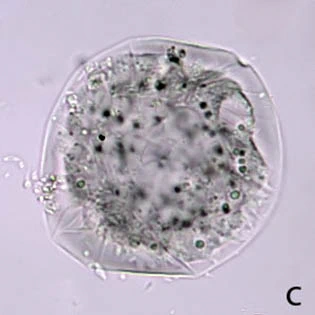 Spumochlamys illiensis