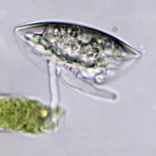 Spumochlamys illiensis