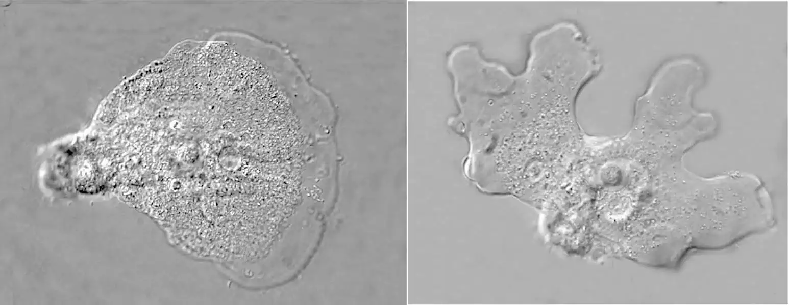 Stratorugosa tubuloviscum