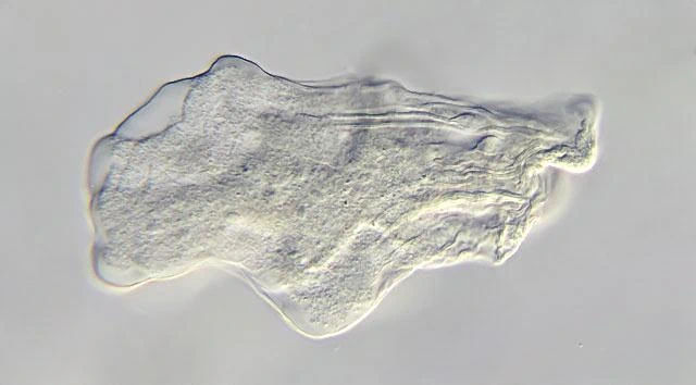 Thecochaos fibrillosum