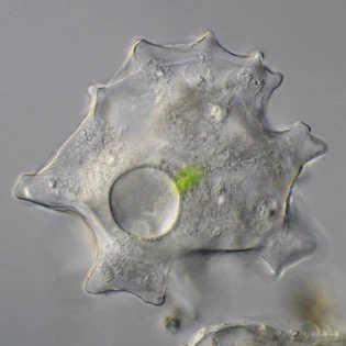 Thecamoeba terricola