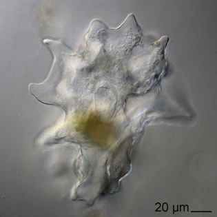 Thecamoeba terricola