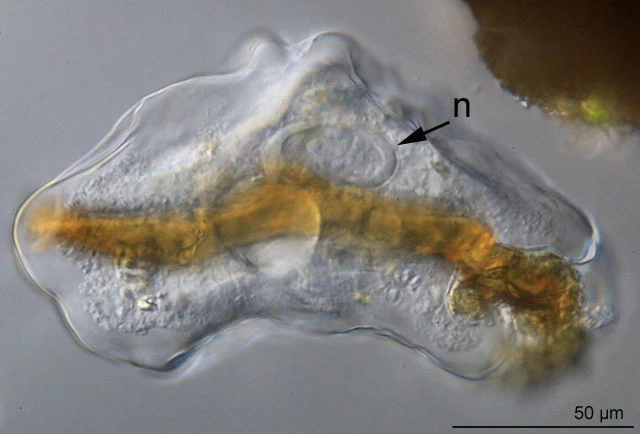 Thecamoeba terricola