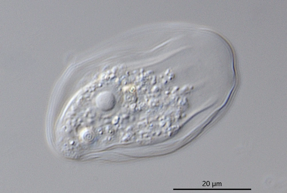 Thecamoeba quadrilineata