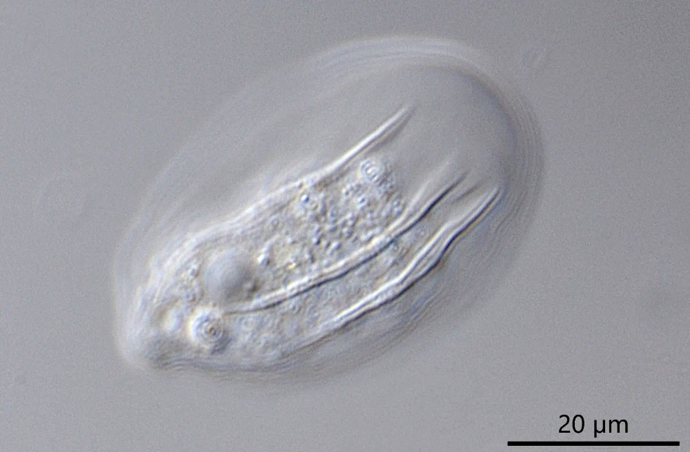 Thecamoeba quadrilineata