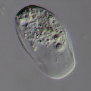 Thecamoeba quadrilineata