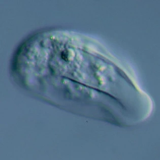 Thecamoeba quadrilineata