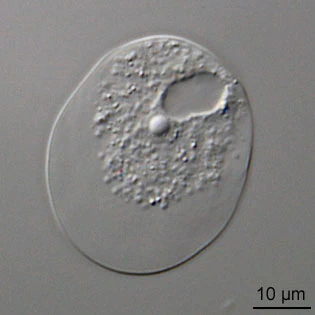 Thecamoeba quadrilineata