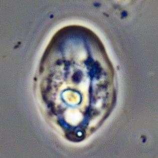 Thecamoeba spec.