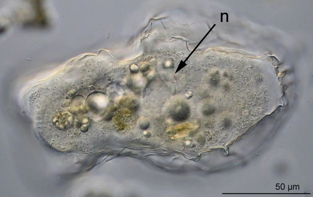 Thecamoeba terricola