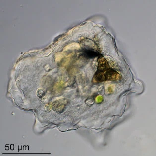 Thecamoeba terricola