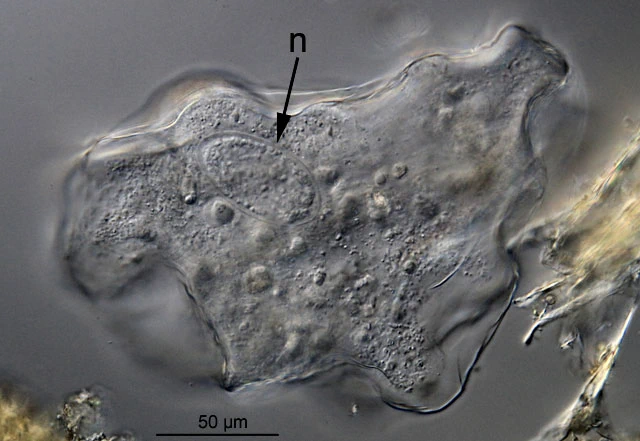 Thecamoeba terricola