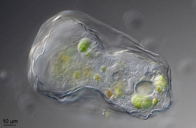 Thecamoeba terricola