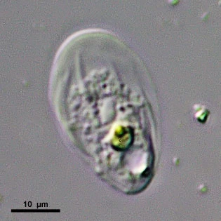 Thecamoeba sp.