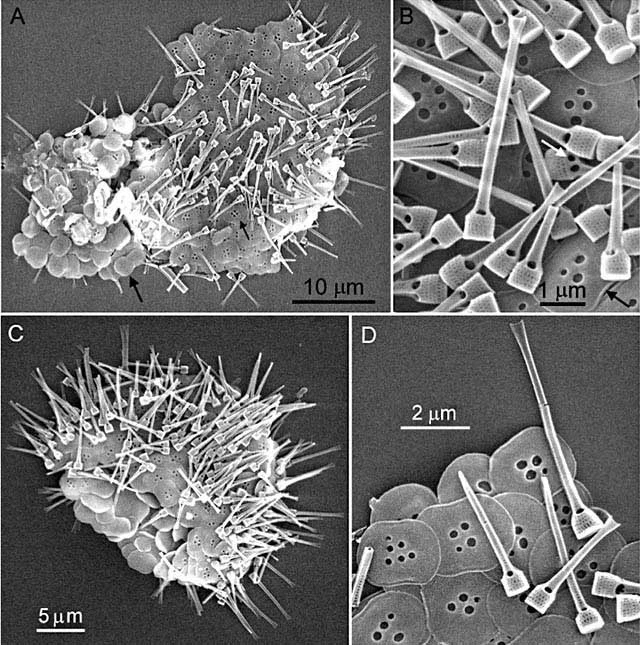 Eiffelospina candelabrum