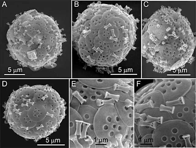 Turriplaca denticulata 