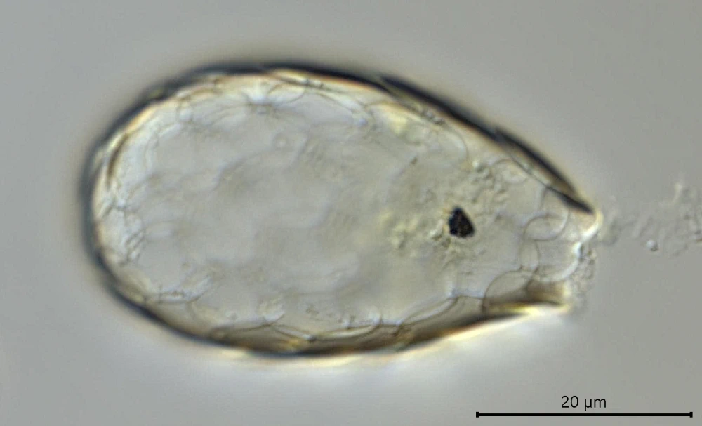Tracheleuglypha acolla