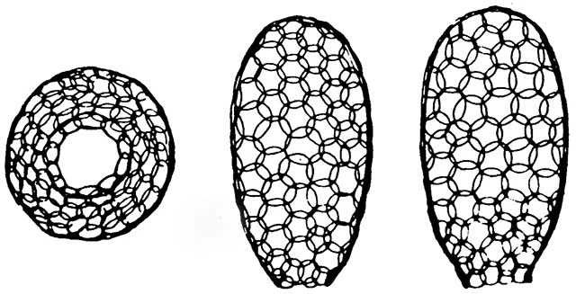 Tracheleuglypha acolla