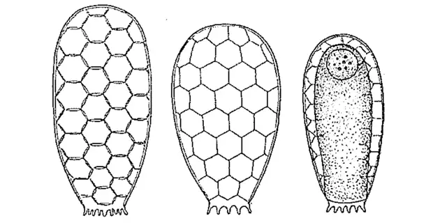 Tracheleuglypha elongata