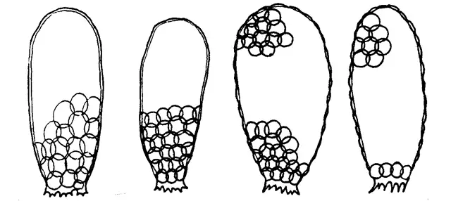 Tracheleuglypha elongata