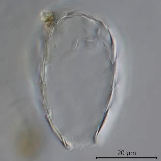 Tracheleuglypha acolla