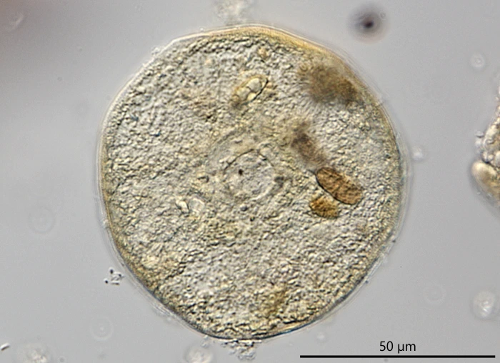 Trigonopyxis microstoma