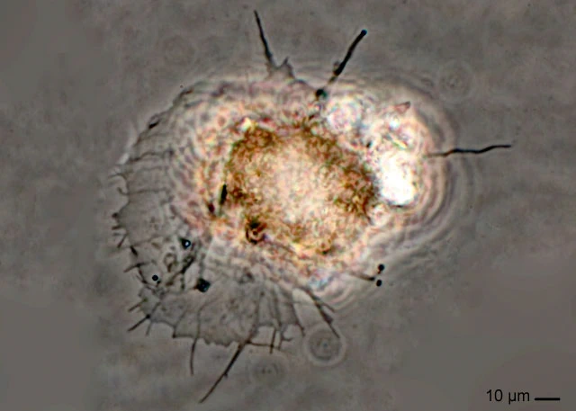 Rhogostoma