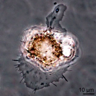 Rhogostoma