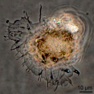 Rhogostoma