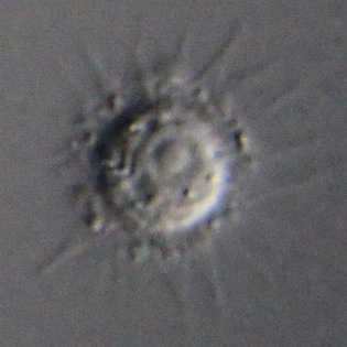 Belonocystis spec.