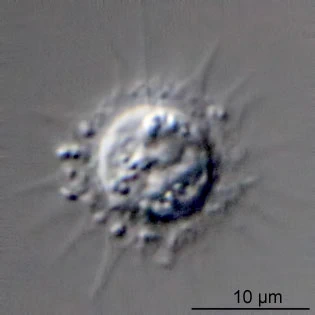 Belonocystis spec.