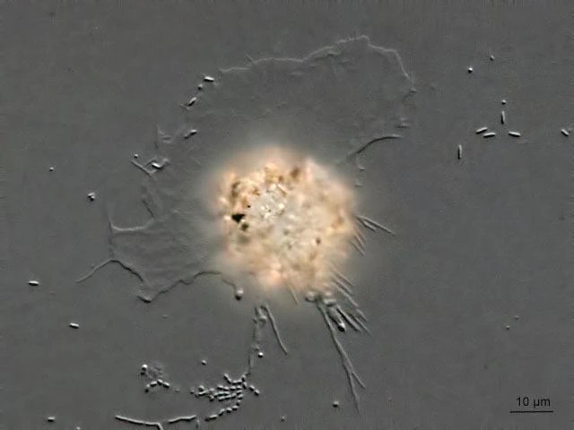 Rhogostoma