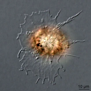 Rhogostoma