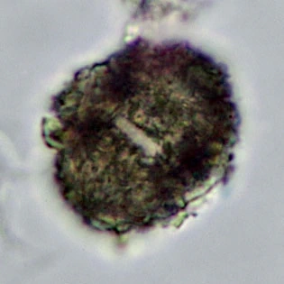 Rhogostoma