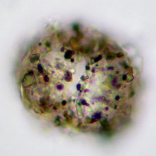 Rhogostoma